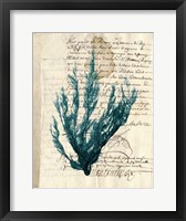 Vintage Teal Seaweed II Framed Print