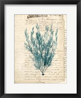 Vintage Teal Seaweed VII Framed Print