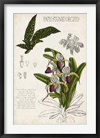 Framed Orchid Field Notes I