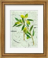 Framed Olives on Textured Paper I