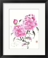 Peonie Blossoms II Framed Print