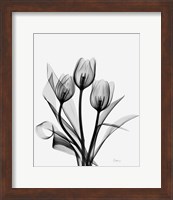 Framed Three Gray Tulips H14