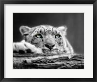 Framed Pop of Color Snow Leopard Eyes