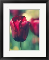 Framed Tulip Sway I