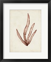 Seaweed Specimens VIII Framed Print