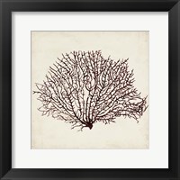 Seaweed Specimens XII Framed Print