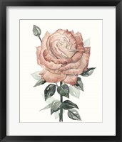 Beholden Rose II Framed Print