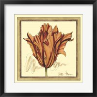 Tulip Study VII Framed Print