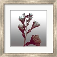 Framed Ombre Freesia Flowers X-Ray