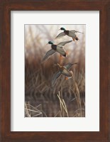 Framed Whisper Wind and Wing - Mallards