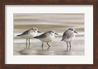 Framed Sanderlings