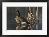 Framed Greet the Sun - Canada Goose