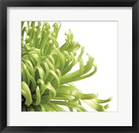 Green Bloom 2 (detail) Framed Print
