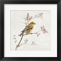 Framed Female Goldfinch Vintage