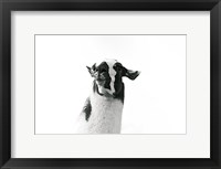 Framed Lovable Llama I