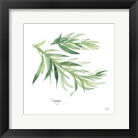 Tarragon Framed Print