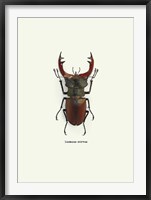 Framed Beetle Red