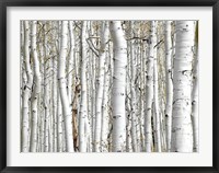 Framed Birch Wood