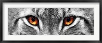 Framed Lynx