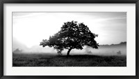 Framed Solemn Tree