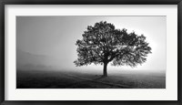 Framed Tree in Mist