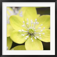 Framed Yellow Blossom