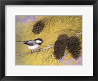 Chickadee in the Pines I Framed Print
