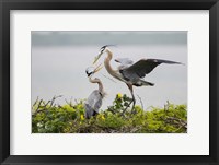 Framed Great Blue Heron (Ardea herodias)