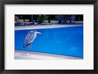 Framed Big Blue Heron, Maldives