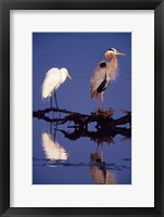 Framed Great Egret and Great Blue Heron on a Log in Morning Light