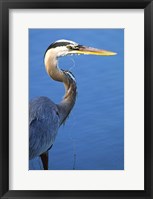 Framed Doomed Great Blue Heron, Venice, Florida