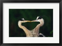 Framed Great Blue Heron Pair, Venice, Florida