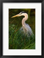 Framed Great Blue Heron, stalking prey in wetland, Texas