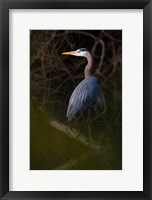 Framed Great Blue Heron roosting, willow trees, Texas