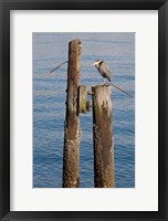 Framed Great Blue Heron bird, Elliott Bay