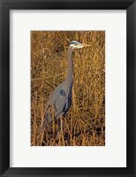 Framed Washington, Seattle, Discovery Park Great Blue Heron