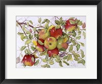 Framed Apples