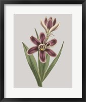 Floral Gems III Framed Print