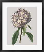 Floral Gems V Framed Print