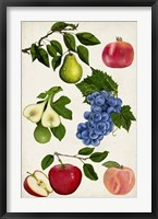 Fruit Collection I Framed Print