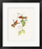 Framed Colorful Hummingbirds II