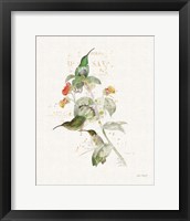 Colorful Hummingbirds III Framed Print