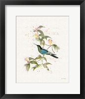 Colorful Hummingbirds IV Framed Print