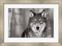 Framed Pop of Color Wolf