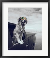 Framed Pop of Color Cool Dog