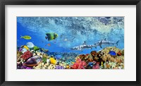 Framed Reef Sharks and fish, Indian Sea