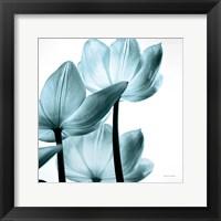 Translucent Tulips III Sq Aqua Framed Print