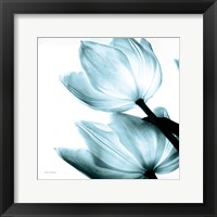 Translucent Tulips II Sq Aqua Framed Print