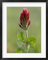 Framed Crimson or Italian flora clover, Mississippi