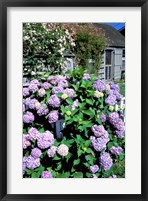 Framed Massachusetts, Nantucket, Siasconset, Home Flowers